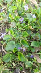 Viola odorata