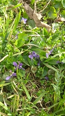 Viola odorata