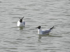 Chroicocephalus ridibundus