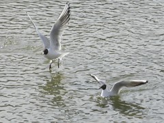 Chroicocephalus ridibundus