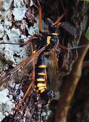 Ctenophora flaveolata