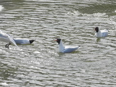 Chroicocephalus ridibundus