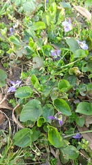 Viola odorata