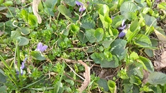 Viola odorata