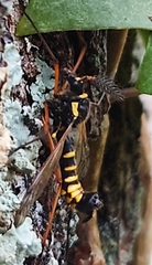 Ctenophora flaveolata