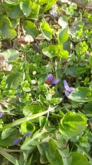 Viola odorata