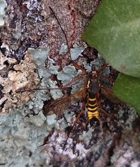 Ctenophora flaveolata