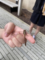 Ophiogomphus susbehcha