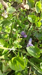 Viola odorata