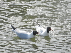 Chroicocephalus ridibundus