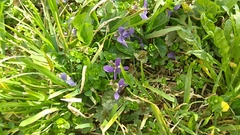 Viola odorata
