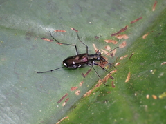 Oxygonia