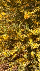 Acmispon glaber