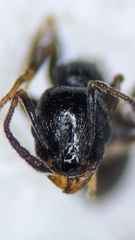 Temnothorax exilis