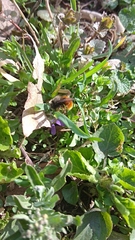 Osmia cornuta