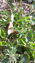 Osmia cornuta