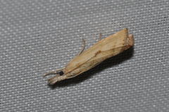 Agriphila brioniellus