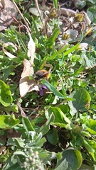 Osmia cornuta