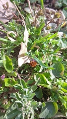 Osmia cornuta