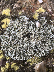 Squamarina concrescens