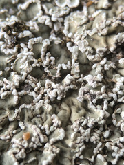 Squamarina concrescens