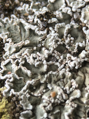 Squamarina concrescens