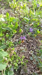 Osmia cornuta