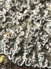 Squamarina concrescens