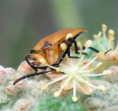 Lycus fernandezi