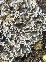 Squamarina concrescens