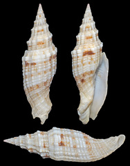Vexillum mirabile
