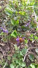 Osmia cornuta