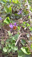 Osmia cornuta