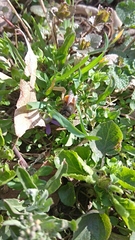 Osmia cornuta