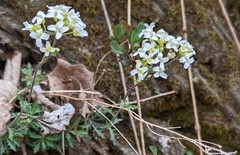 Draba ramosissima