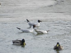 Chroicocephalus ridibundus