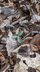 Trillium sessile
