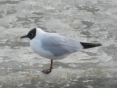 Chroicocephalus ridibundus