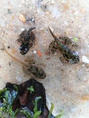 Pelodytes atlanticus