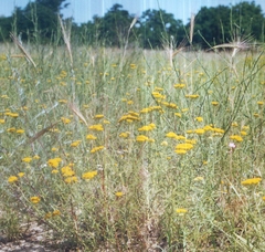 Achillea micrantha