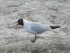 Chroicocephalus ridibundus