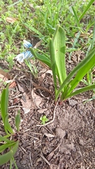 Puschkinia scilloides