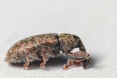 Dorytomus taeniatus