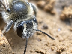Andrena barbara