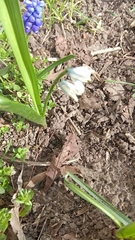 Puschkinia scilloides