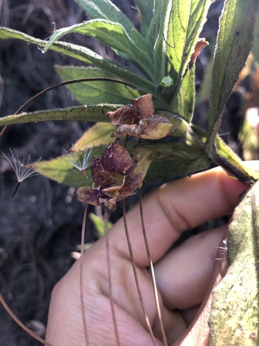 Hemichaena fruticosa (Hemichaena fruticosa)
