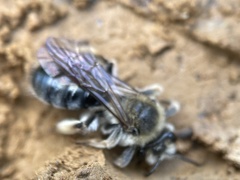 Andrena barbara