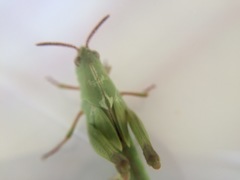 Chortophaga viridifasciata image