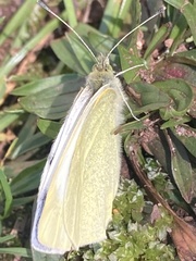 Pieris rapae