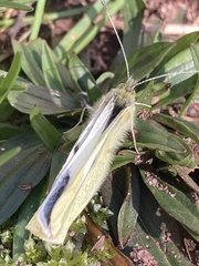 Pieris rapae